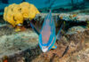 Parrotfish, Nassau groupers on the rebound on Little Cayman reefs