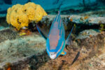 Parrotfish, Nassau groupers on the rebound on Little Cayman reefs