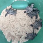 Cayman marks Sea Turtle Week with record start to nesting season