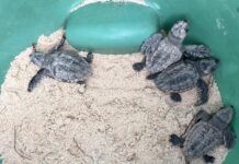 Cayman marks Sea Turtle Week with record start to nesting season