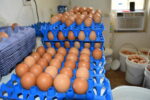 Incubating Cayman’s egg production industry