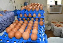 Incubating Cayman’s egg production industry