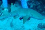DoE issues warning after ‘heartbreaking’ death of young nurse shark