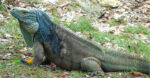 Guardians of the iguanas