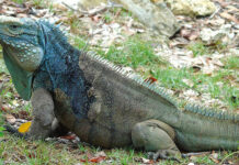 Guardians of the iguanas