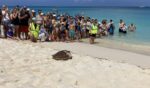 Turtles released on Governors Beach for World Sea Turtle Day