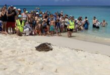Turtles released on Governors Beach for World Sea Turtle Day