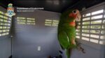 Seized Cayman parrot Mindy returned to the wild