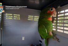 Seized Cayman parrot Mindy returned to the wild