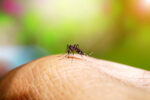 Increased mosquito activity expected for Easter weekend MRCU will be carrying out mosquito control operations - Photo: File
