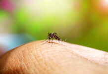 Increased mosquito activity expected for Easter weekend MRCU will be carrying out mosquito control operations - Photo: File