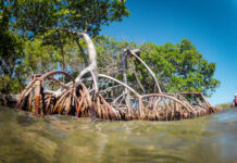 The Caribbean Turquoise Bond – an achievable prospect or just a beautiful fantasy?