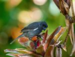 Grand Cayman bullfinch gets endemic species status