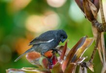 Grand Cayman bullfinch gets endemic species status