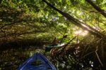 Mangrove Festival this weekend