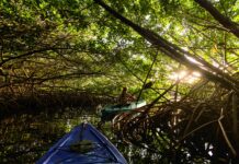 Mangrove Festival this weekend
