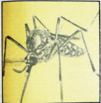 50 years ago: Yellow fever, mosquito resistance to insecticide