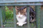 Department of Agriculture to open cat pounds