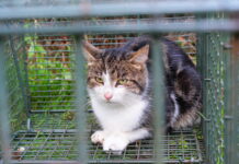 Department of Agriculture to open cat pounds