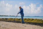 Seaweed swamps Seven Mile Beach