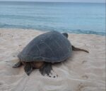 Turtle nesting season on track for another record year