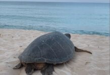 Turtle nesting season on track for another record year