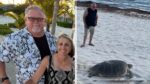 Turtle rescue ‘memorable lifetime experience’ for US family