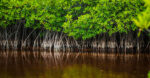 Cabinet appoints National Conservation Council members after months of delay