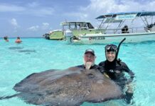 Census shows stingrays back in force at Sandbar