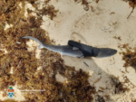 Baby shark found dead in plastic slipper