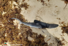 Baby shark found dead in plastic slipper