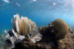 Cayman on high alert for severe coral bleaching