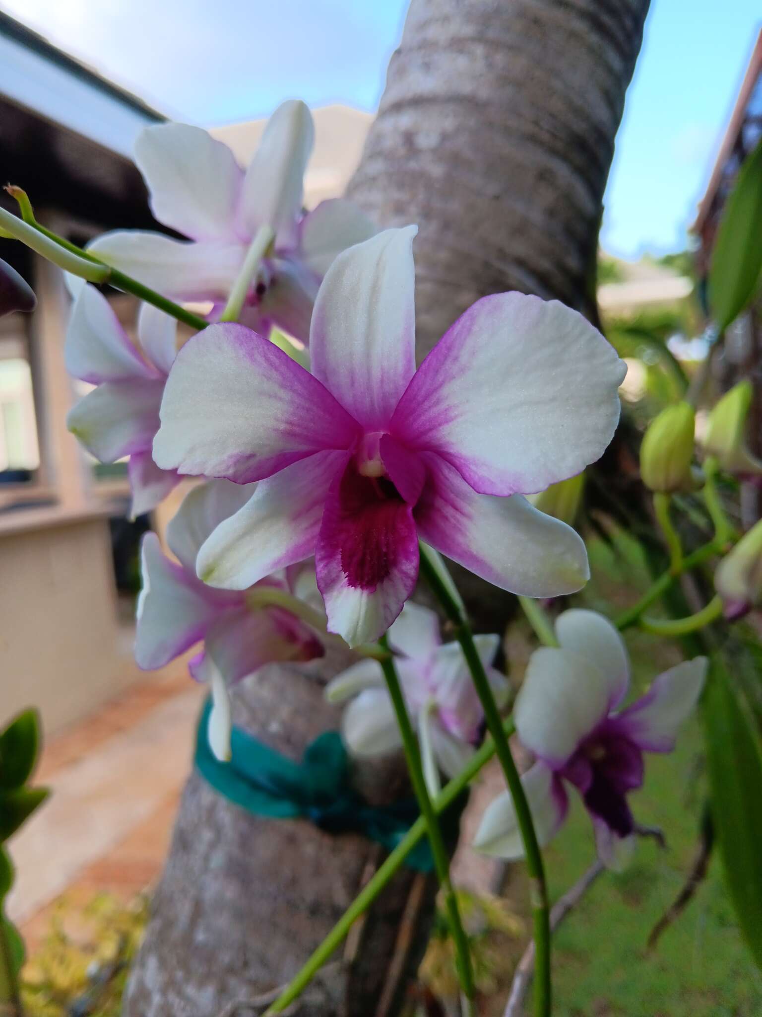 Celebrating orchids - Cayman Compass
