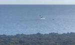 Dolphin displays delight wildlife lovers