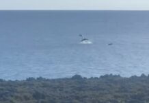 Dolphin displays delight wildlife lovers