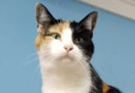 Humane Society struggling with funding shortfall The Cayman Islands Humane Society shelter is filled with cats and dogs seeking forever homes. - Photos: Supplied