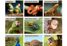 Exotic-pet owners urged to register animals