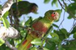 New Brac high school planned on protected parrot’s habitat