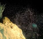 Coral spawning in the wild and in a lab