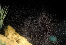 Coral spawning in the wild and in a lab