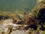 Opinion: The environmental ramifications of ‘over-tourism’ in Cayman