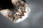 US animal welfare group pays to spay and neuter 100 cats