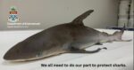 Baby Caribbean reef shark found dead