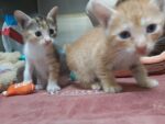 Humane Society cat shelter at capacity, though kittens still welcome
