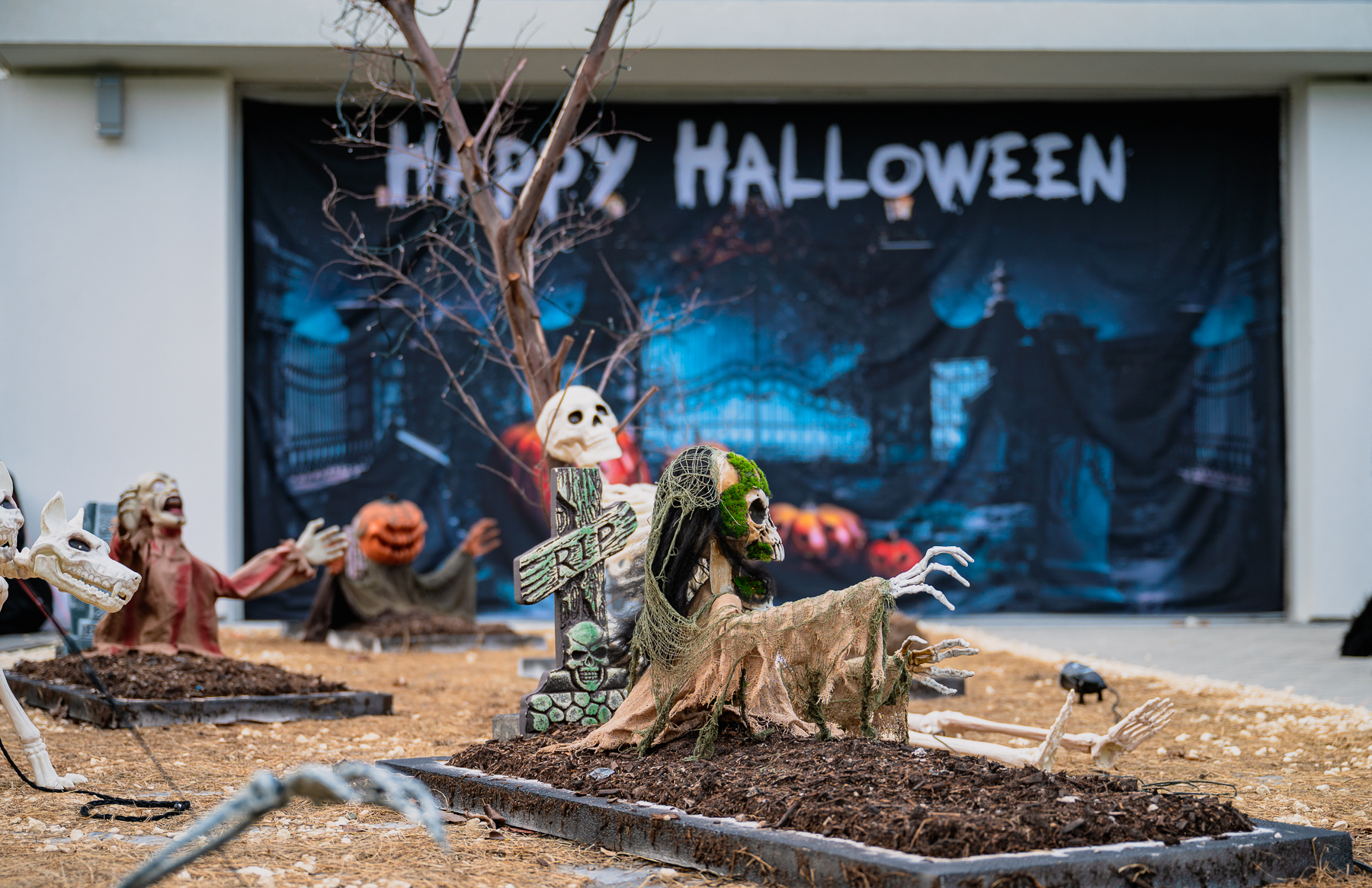 Halloween1 Cayman Compass