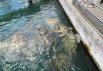 Turtle Centre’s multi-million-dollar losses projected to grow