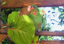 CIS kids help release Cayman parrot into the wild