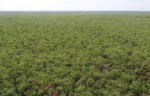 184-lot ‘affordable’ subdivision planned on key wildlife habitat