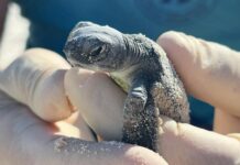 Artificial lighting threats to turtles rises with development, report finds