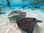 Injured stingray sighting prompts DoE safety warning